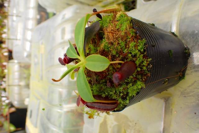 Microcyphus Rousseaui ウニ 殻 エジプト産 キリコウニ | UNI CLUB