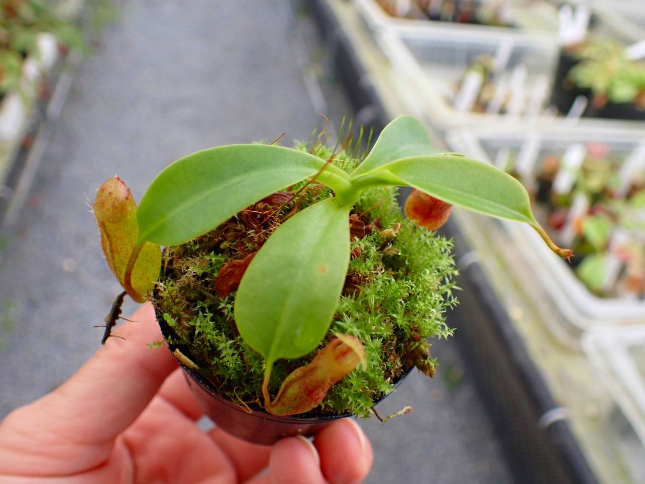 P986 5-1 N. ventriosa madja-as x rajah #NNN - Y's Exotics （山田食