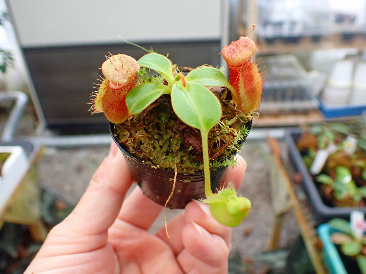 J601 1-3 N. villosa Tambuyukon x robcamtleyi #NNN - Y's Exotics