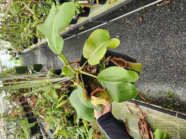 P038 5-2 N. truncata EP | Y's Exotics （山田食虫植物農園）