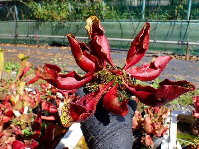 G647 S. purpurea ssp. venosa (seedling) | Y's Exotics （山田食虫