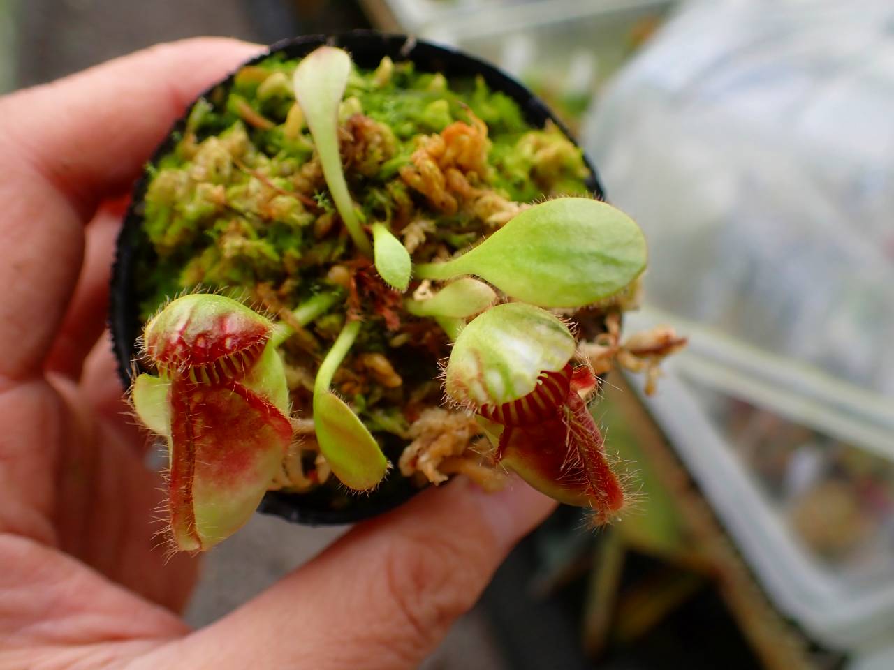 E603 1-1 Cephalotus follicularis G - Y's Exotics （山田食虫植物農園）