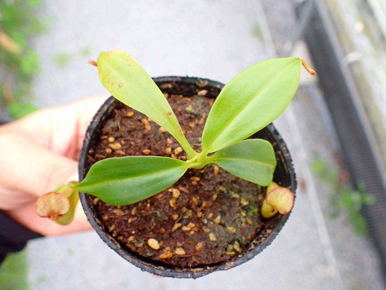 R656 5-1 N. bicalcarata Y's Lab - Y's Exotics （山田食虫植物農園）