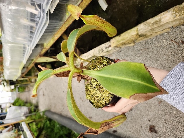 食虫植物N. xtrusmadensis AW clone:3 食虫植物N. xtrusmadensis AW clone:3 - その他観葉植物アウトレット