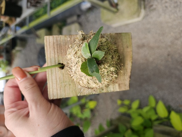 G628 3-1 Platycerium willinckii `JennY' TC - Y's Exotics （山田食