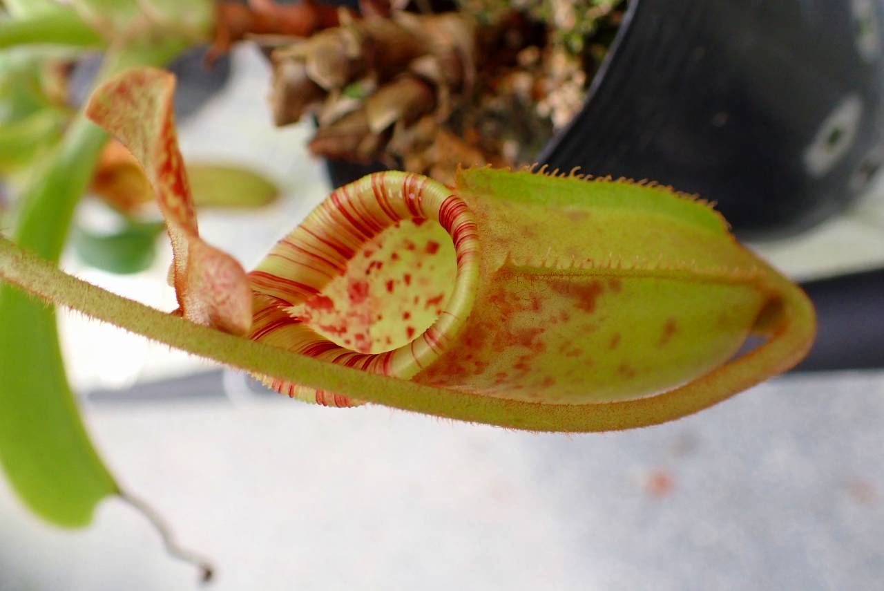 エキノドルス 赤ウルグ羊 AZ0112-9