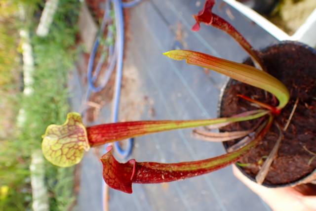P956 3ura S. x`Smoorie' Araflora | Y's Exotics （山田食虫