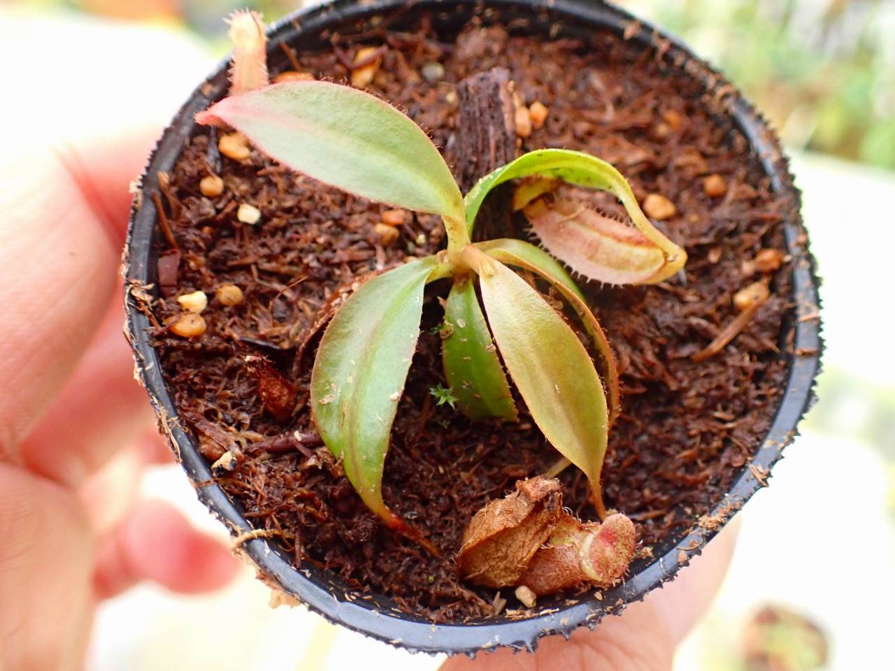 Y962 1-2 N. attenboroughii philippines Expendition collection5