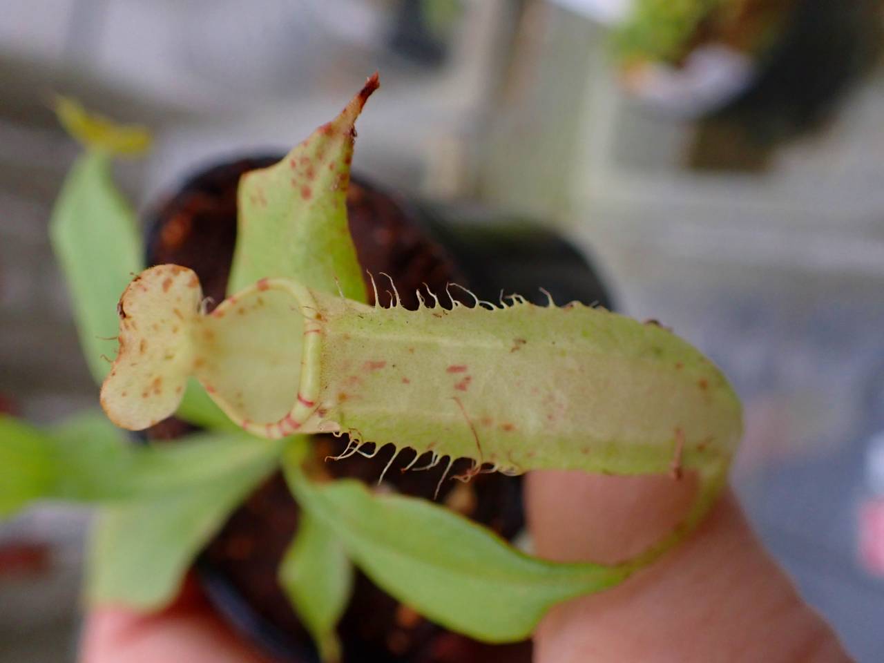 G159 5-1 N. sumatrana Y's Lab - Y's Exotics （山田食虫植物農園）