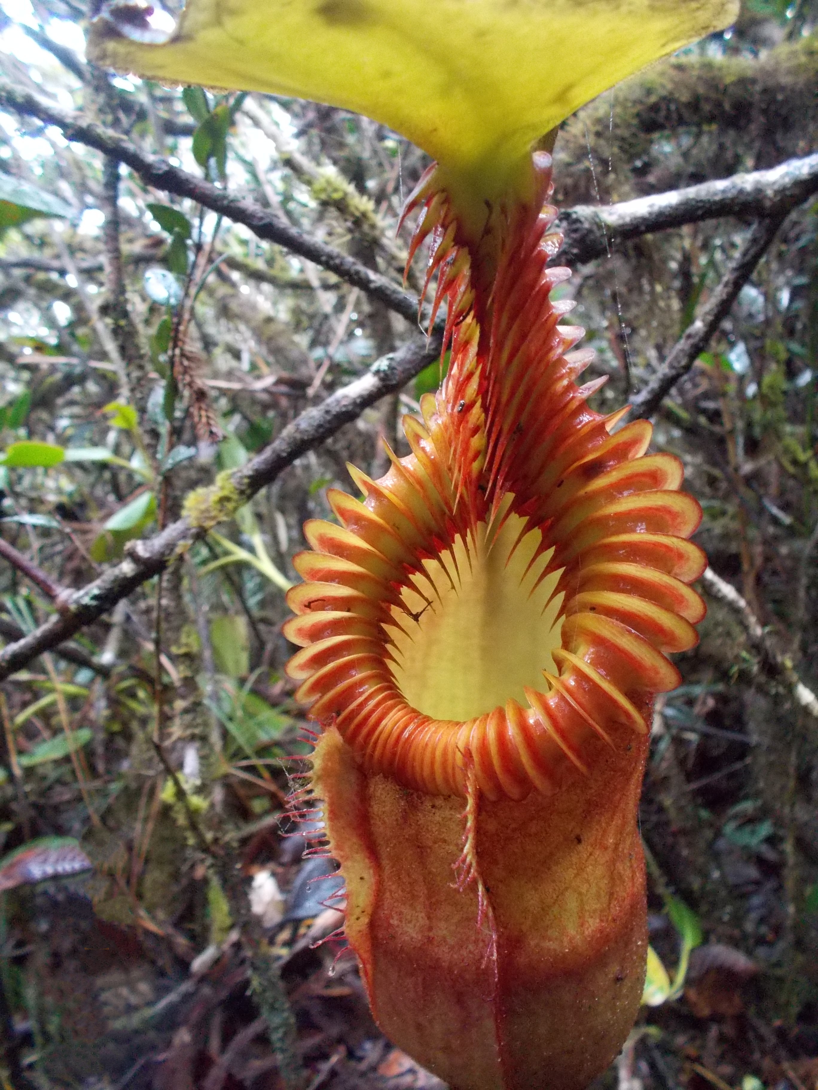 N.xharryana Tambuyukon - Y's Exotics （山田食虫植物農園）