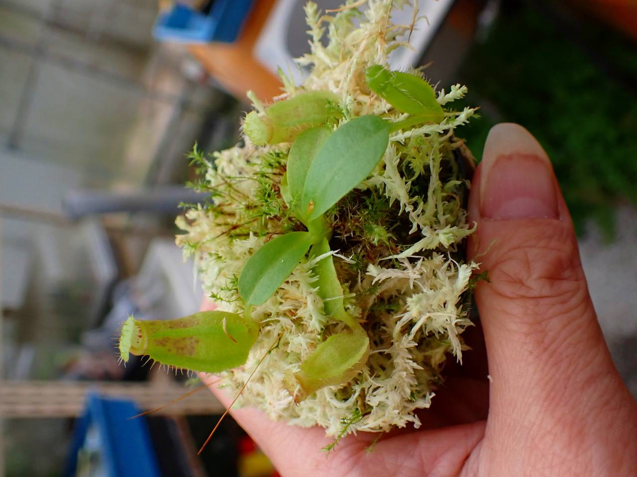 食虫植物N. rajah x macrophylla #NNN 食虫植物N. rajah x macrophylla