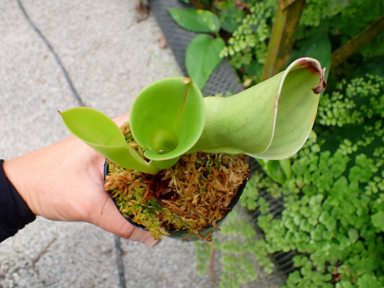 J145 1-1 H. minor Y's | Y's Exotics （山田食虫植物農園）