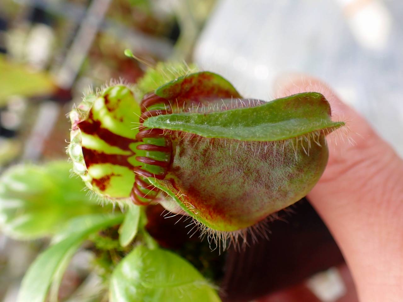 Y831 1-1 Cephalotus follicularis `German Giant' C.C - Y's Exotics