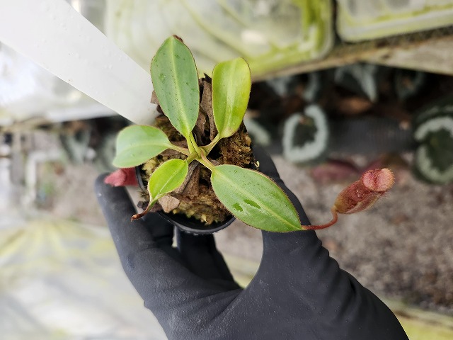 E591 1-4 N. rajah x edwardsiana #NNN - Y's Exotics （山田食虫植物