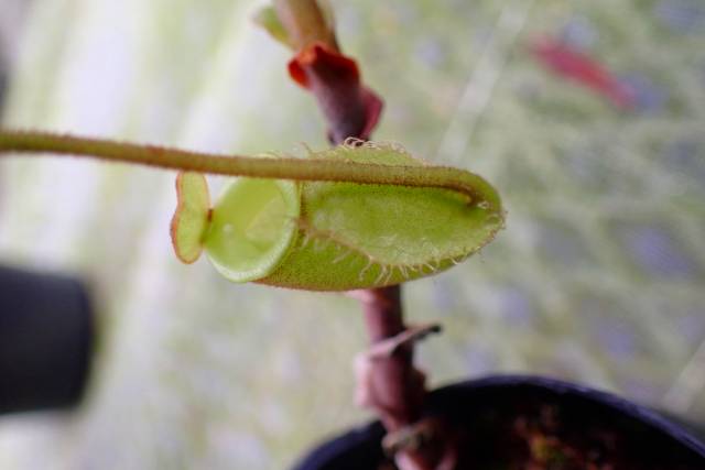 O155 4-2 N. bellii x ampullaria (a) EP | Y's Exotics （山田