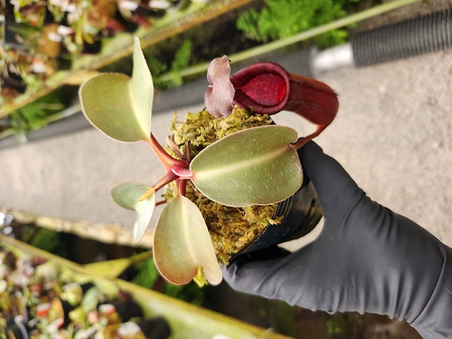 P048 1-3 N. (truncata x peltata) x lowii #NNN - Y's Exotics （山田