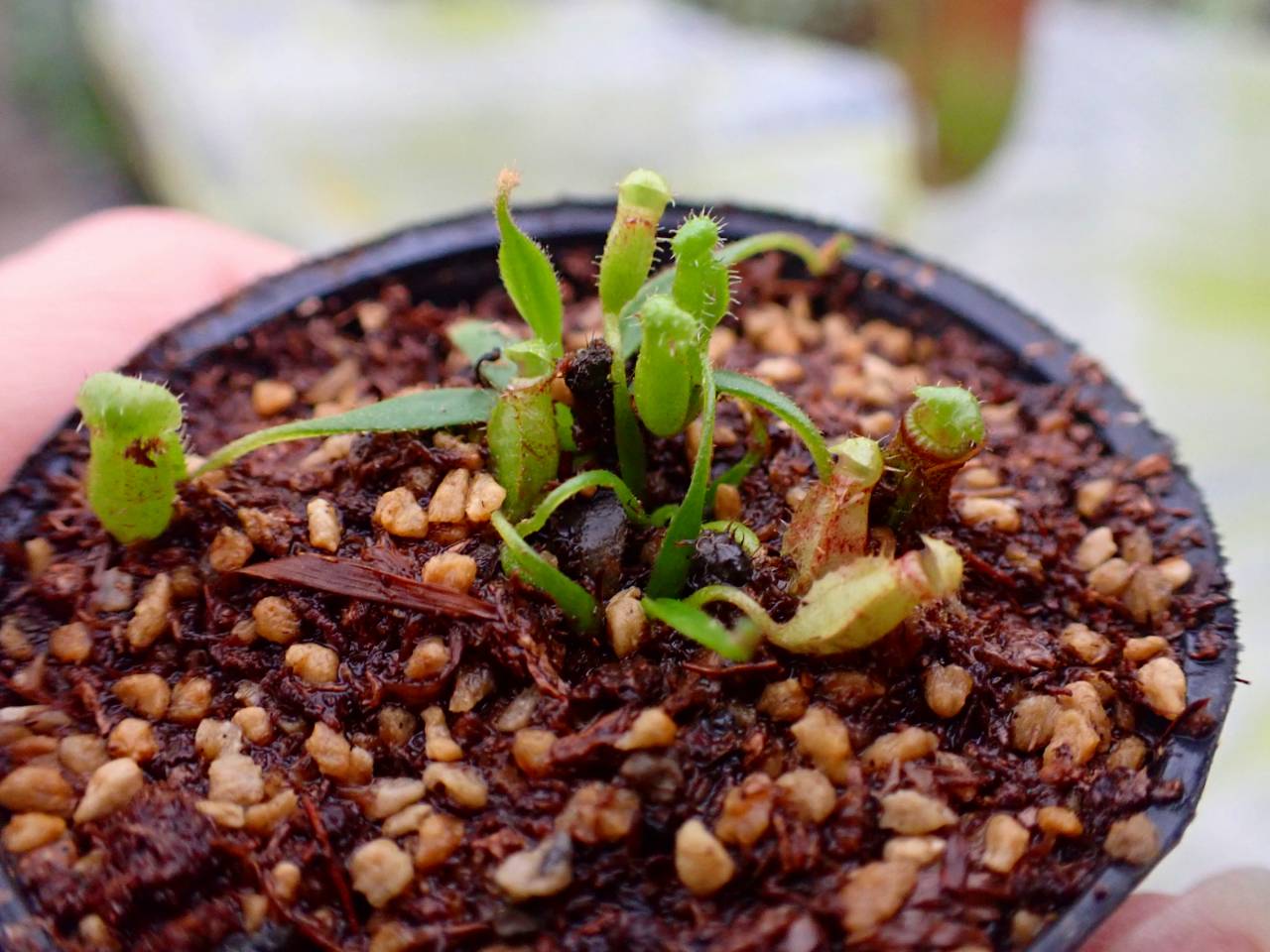 G036 1-4 [YA-186] N. lowii Gn Mulu x ephippiata Y's Lab - Y's