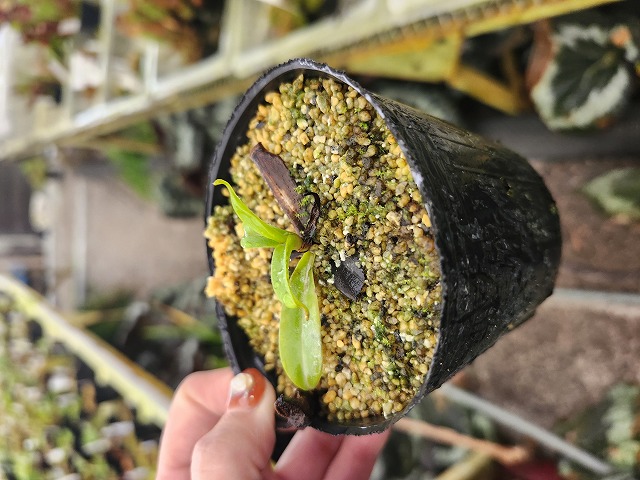 R134 1-2 N. inermis (Gunung Gadut, Sumatra) Clone;11 AW - Y's