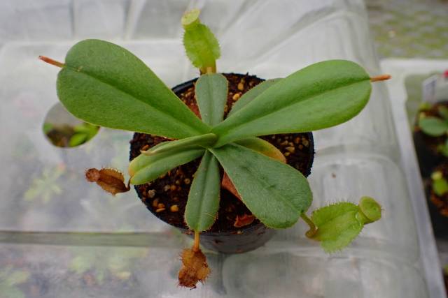 Temnopleurus alexandri　アルビノ個体　ウニ　殻 Temnopleurus alexandri アルビノ個体 ウニ 殻