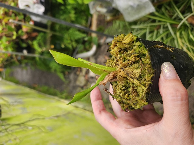 Y664 1-1 H. sarracenioides x purpurascens BCP - Y's Exotics （山田