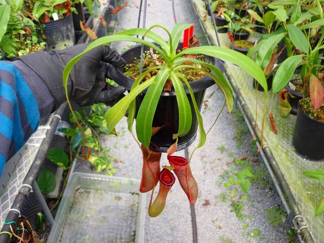 G909 5-3 N. ventricosa (Mt. Mayon) No.17 YN | Y's Exotics （山田食