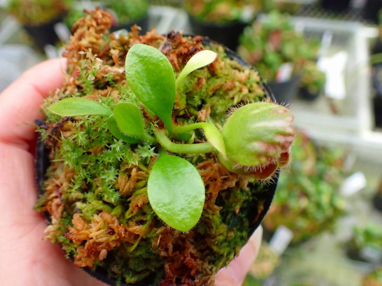 G623 1-1 #BBB Cephalotus follicularis `German Giant' C.C - Y's