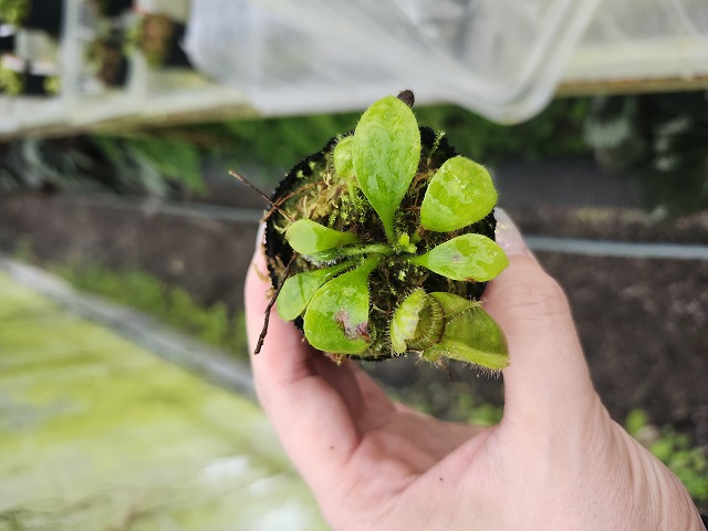 Y804 1-1 Cephalotus follicularis {seedling of Hummer's Giant}[BCP