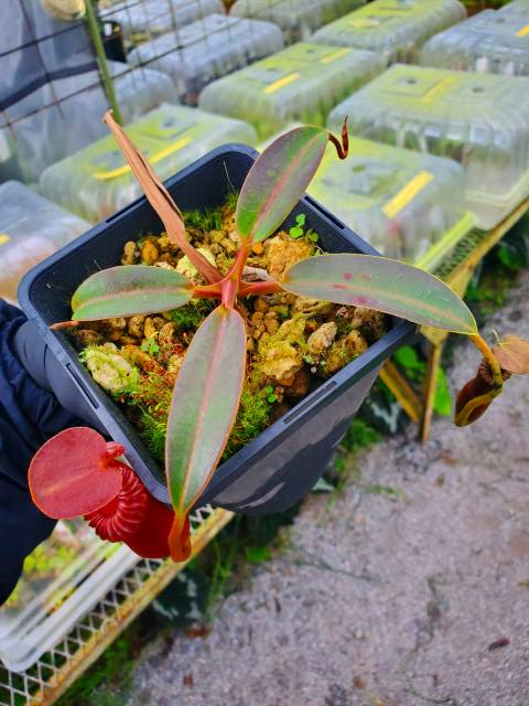 年末のプロモーション 食虫植物N. edwardsiana Tambuyukon フラワー