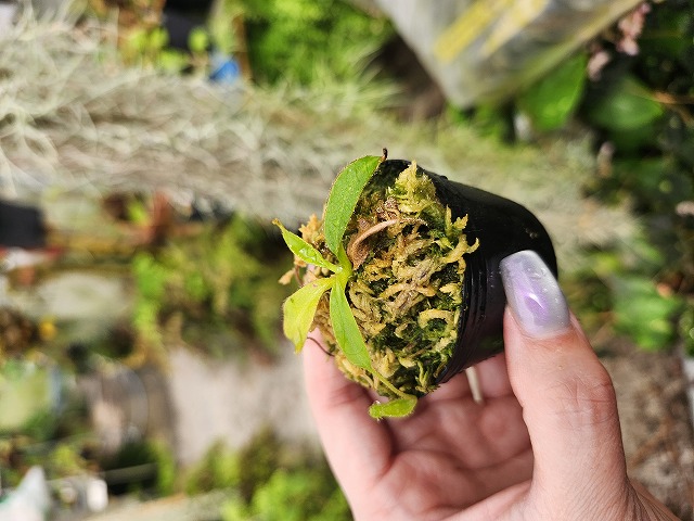 Y927 1-4 N. xkinabaluensis Tambuyukon x ephippiata #NNN - Y's