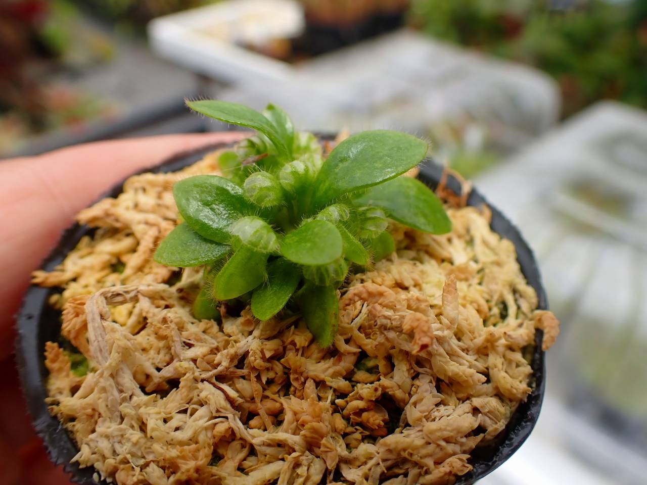 G809 5-1 Cephalotus follicularis Y's Lab - Y's Exotics （山田食虫