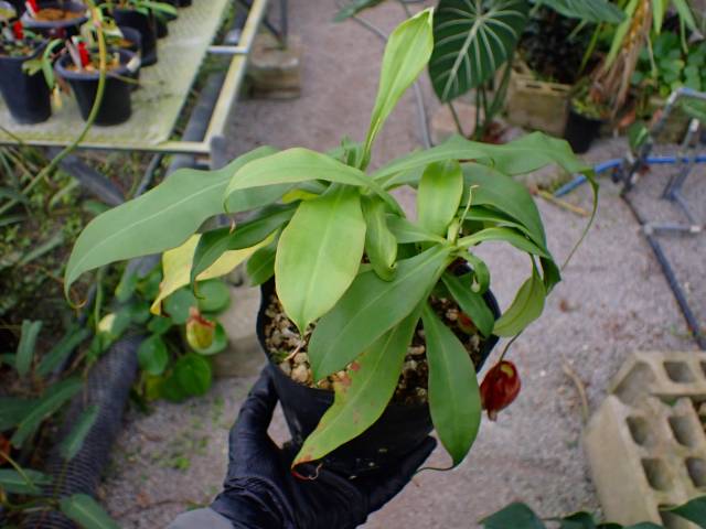 Y364 3-3 N. viking ラベル落ち | Y's Exotics （山田食虫植物農園）