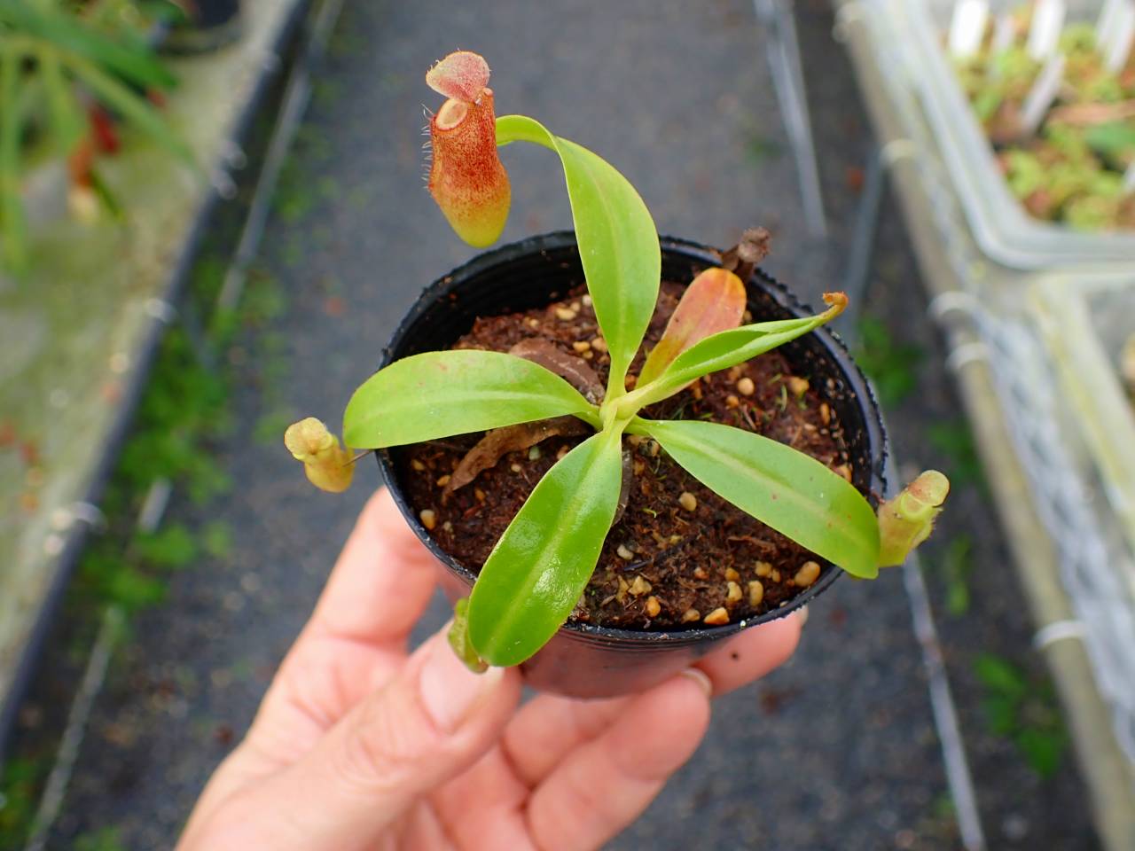 Y987 5-1 N. (bicalcarata x campanulata) x edwrdsiana #NNN - Y's