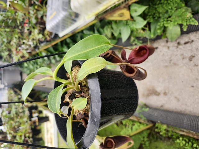 P182 1-3 N. jamban x (lowii x truncata) #NNN - Y's Exotics （山田