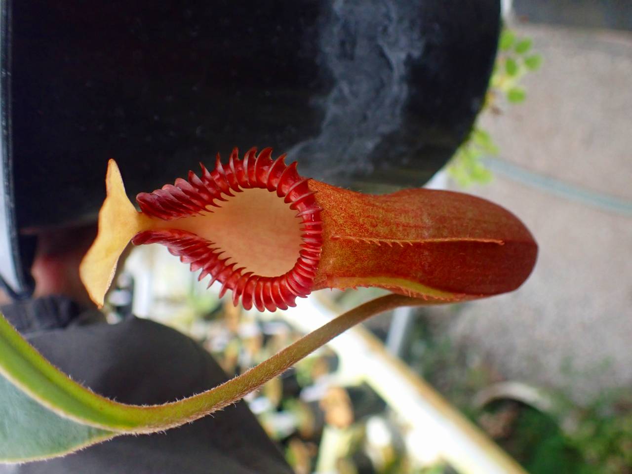 Y661 1-1 N. edwardsiana (Ranau) - Y's Exotics （山田食虫植物農園）