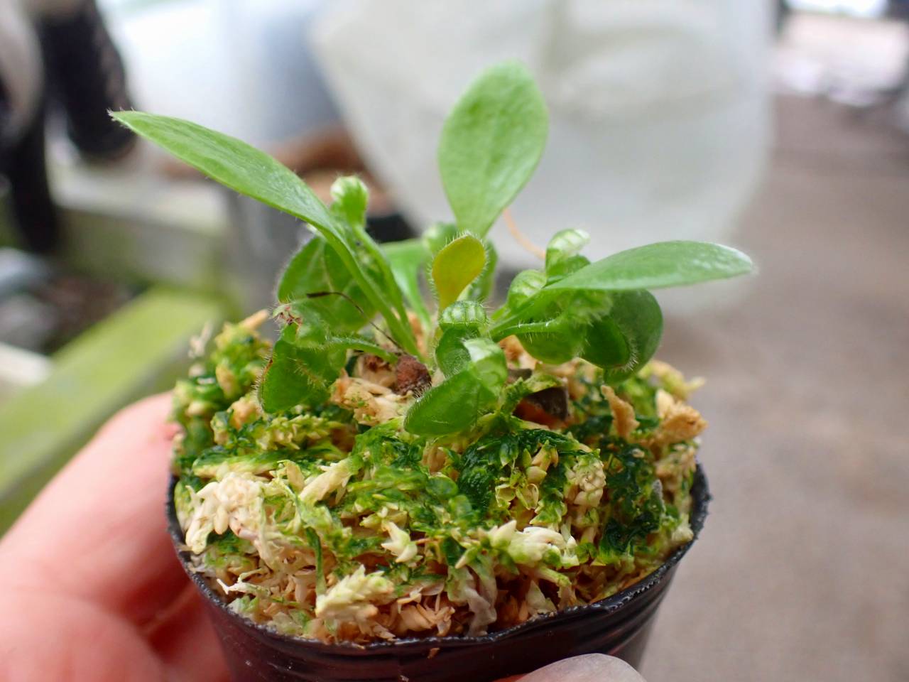 J155 3-1 [YA-30] Cephalotus follicularis Giant Y's Lab - Y's