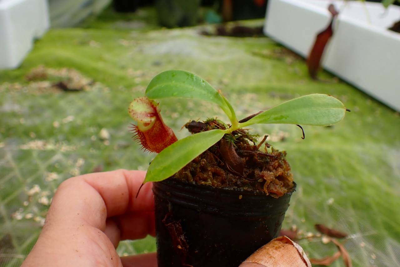 E205 1-3 N. jamban x lowii #NNN - Y's Exotics （山田食虫植物農園）