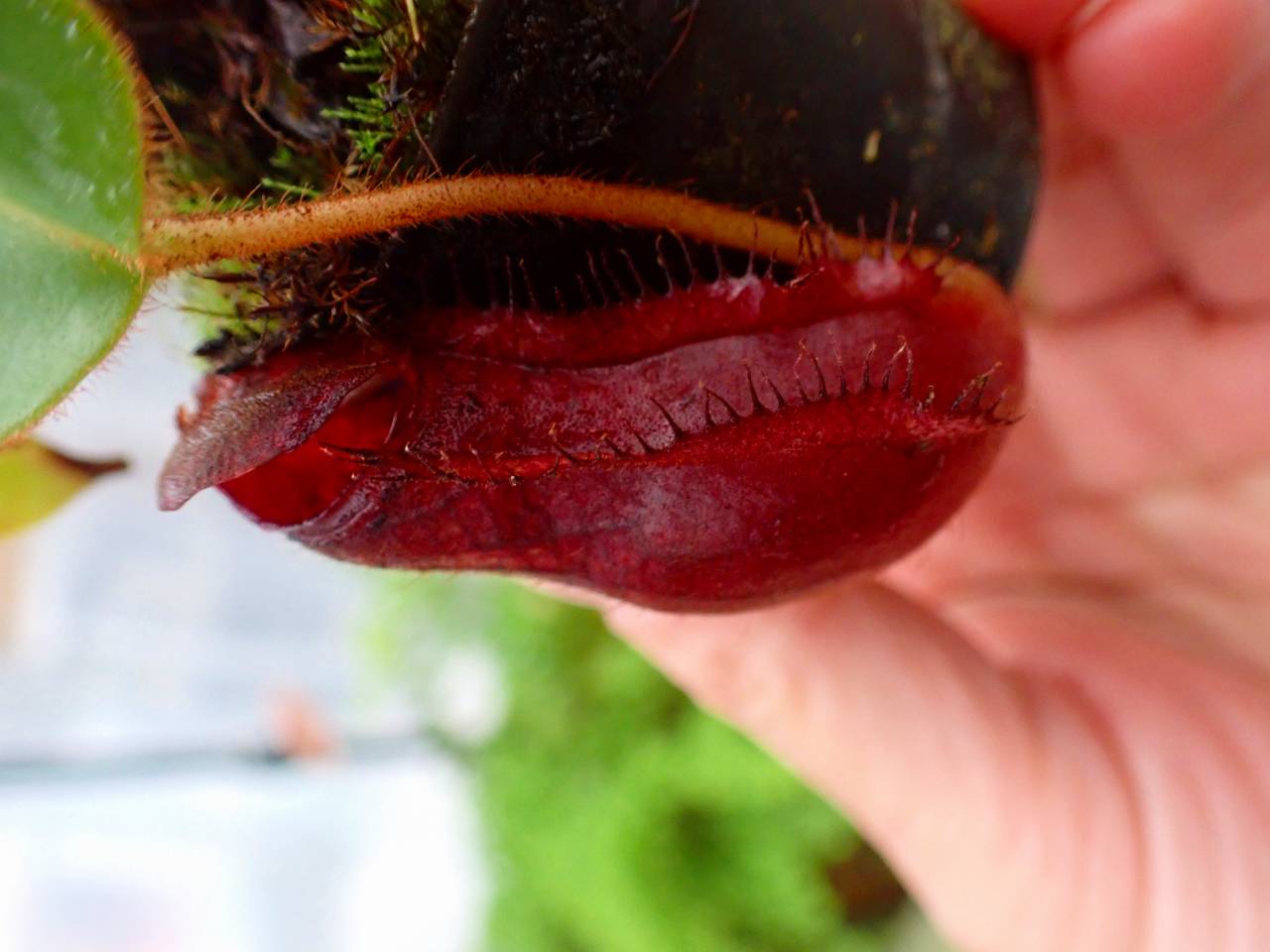 G848 1-2 #BBB N. (truncata x peltata Y's ) x lowii - Y's Exotics