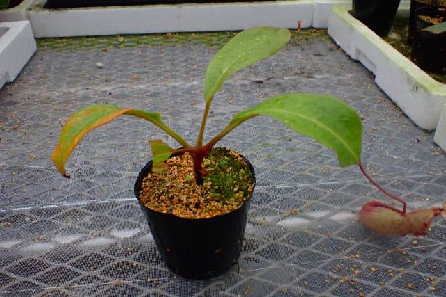 その他観葉植物 ryo 楽天市場】観葉植物 ハイドロカルチャー 苗 サンデリアナ
