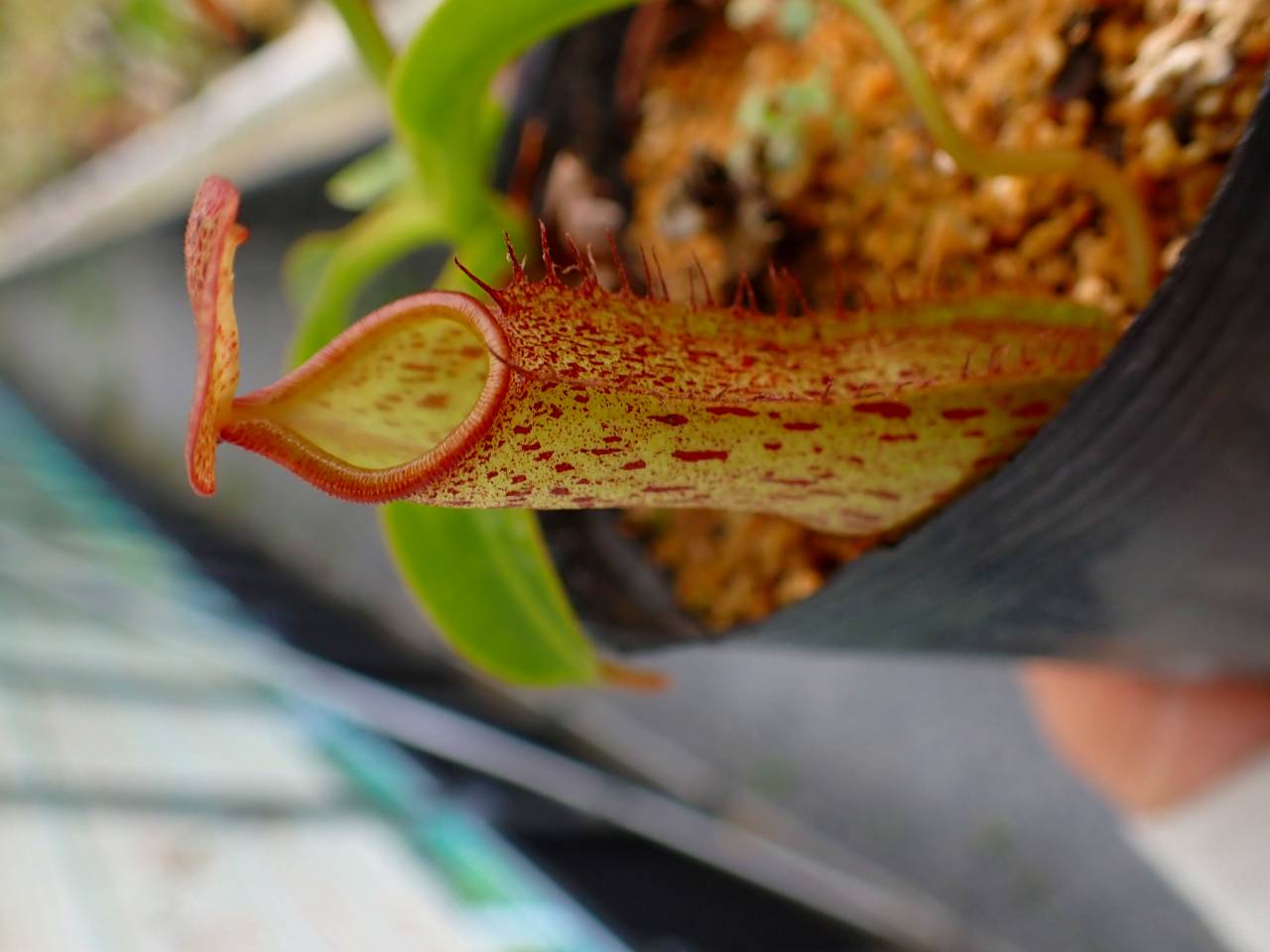 専用ニ苗 G011 5-1 N. Kihachijo 一正園 - Y's Exotics （山田食虫植物農園）