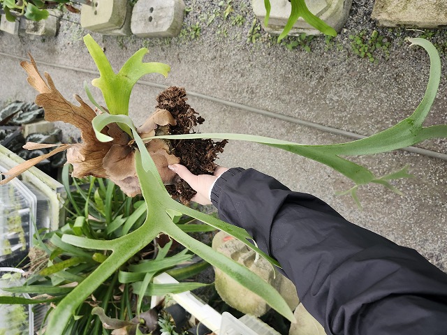 Y810 3-3 Platycerium willinckii Mt. Semeru wild | Y's Exotics