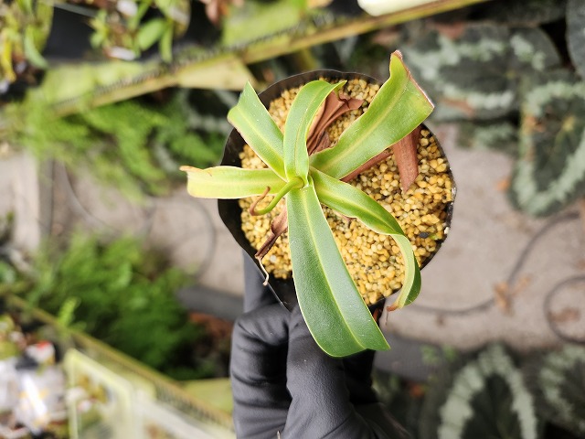 R155 1-2 N. ventricosa (Quezon) No,43 - Y's Exotics （山田食