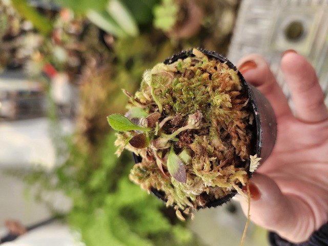 その他多肉植物 cephalotus follicularis Donnelly  R361 1-2 Cephalotus follicularis [clone1297-08, seedling of Pascal