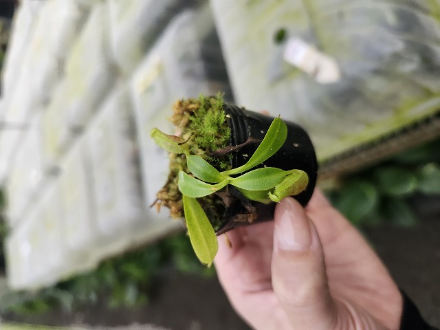 G623 1-4 N. lowii x macrophylla #NNN - Y's Exotics （山田食虫植物