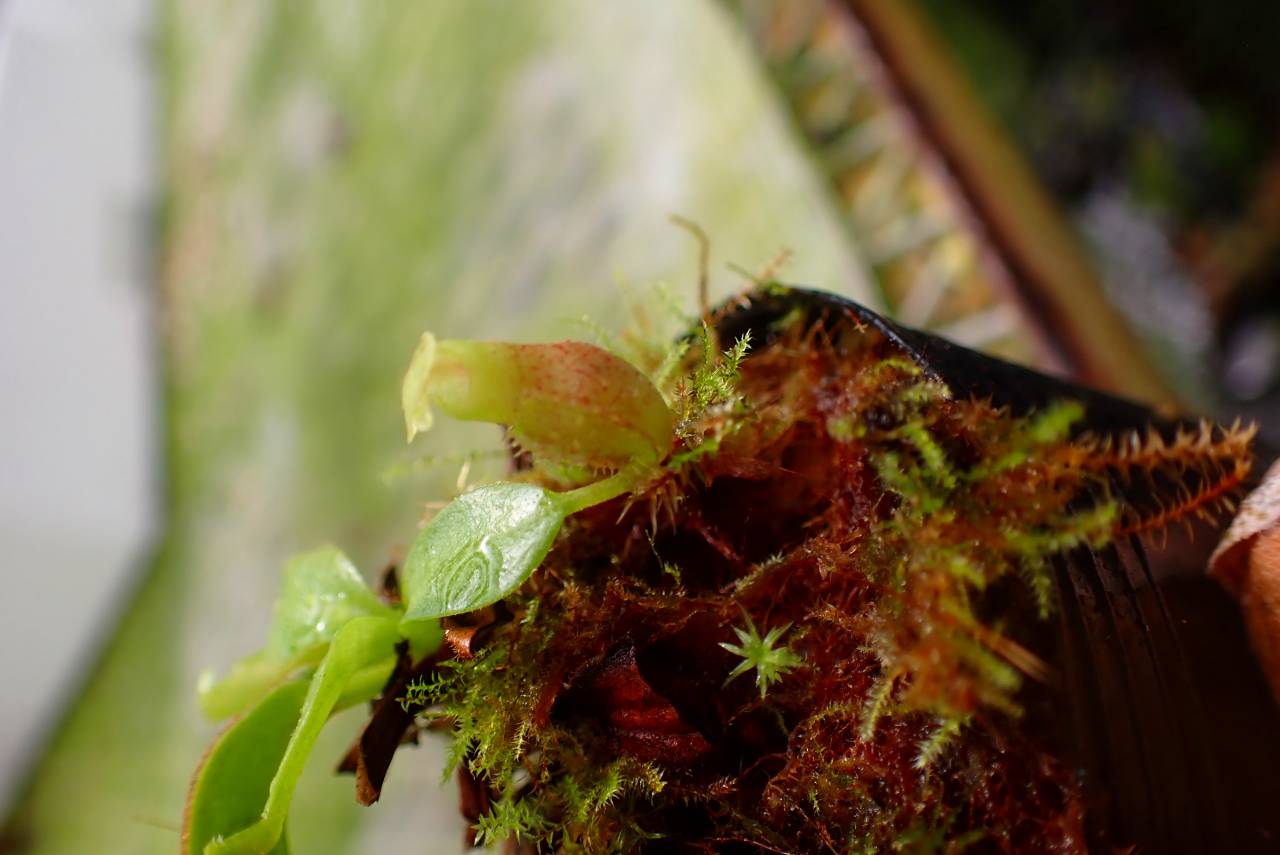E215 1-3 N. rajah x xtrusmadiensis #NNN - Y's Exotics （山田食虫