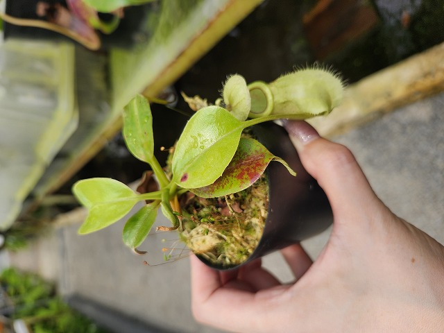 G184 1-2 N. rafflesiana Marudi nivea x robcantleyi #NNN