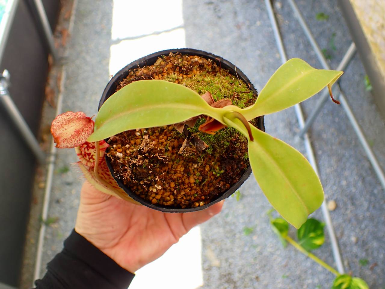 Y795 5-1 N. veitchii x northiana red Y's - Y's Exotics （山田食虫
