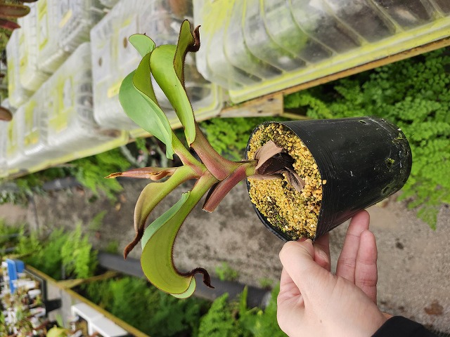 J619 1-4 N. veitchii H/L Murud x macrophylla - Y's Exotics （山田