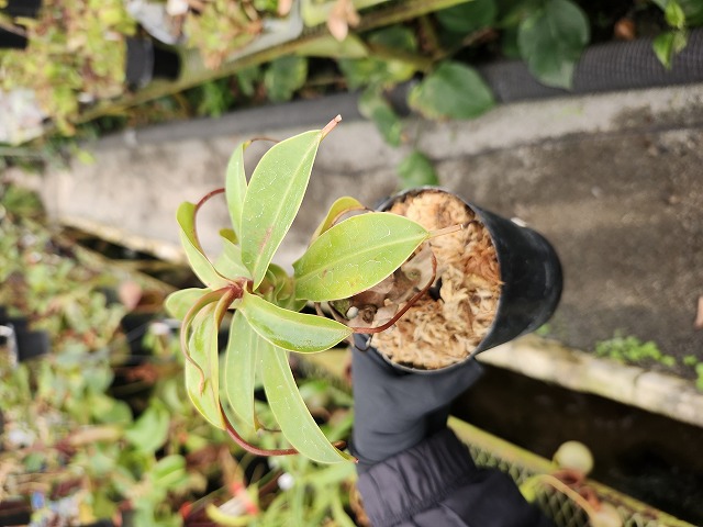 E626 1-1 N. ventricosa (x) x [(ventricosa x sibuyanensis) x