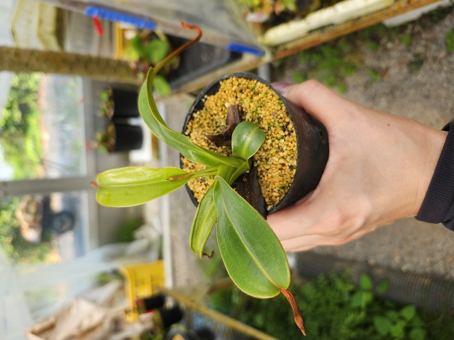 G866 1-2 N. ventricosa x xharryana konan | Y's Exotics