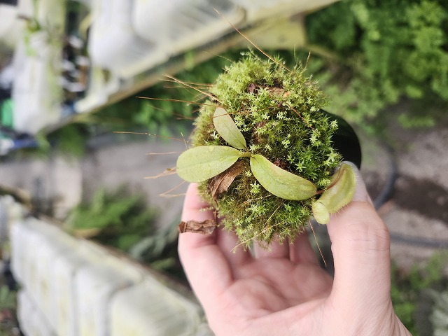Y352 1-3 N. rajah x peltata `Supreme' #NNN - Y's Exotics （山田食